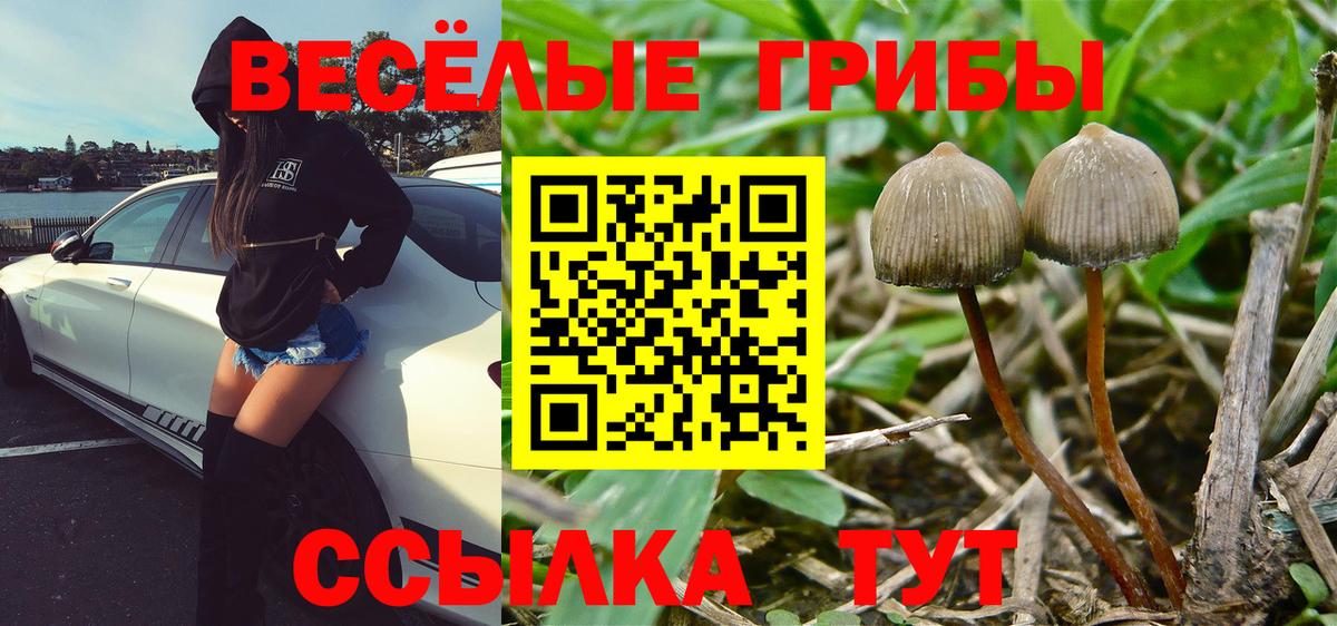 Псилоцибиновые грибы мицелий Дедовск
